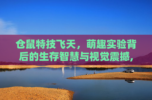 仓鼠特技飞天，萌趣实验背后的生存智慧与视觉震撼,仓鼠飞轮